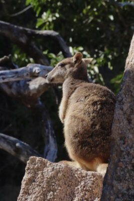 rock wallabies magnetic island