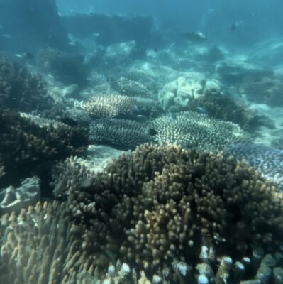 snorkeling whitsundays