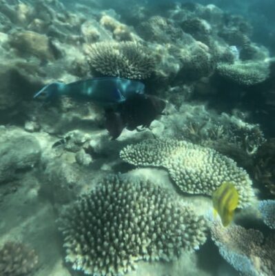 snorkeling whitsundays