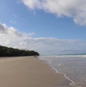 daintree