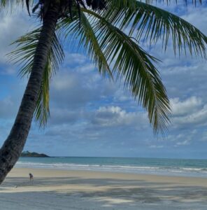 daintree