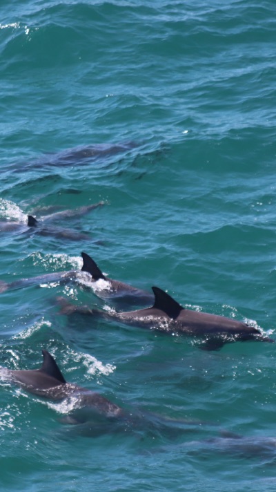 Noosa baleine et dauphins