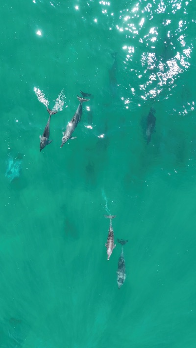 Noosa baleine et dauphins