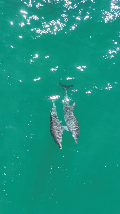 Noosa baleine et dauphins