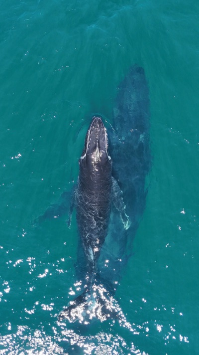 Noosa baleine et dauphins