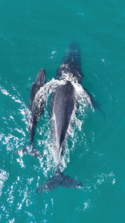 Noosa baleine et dauphins