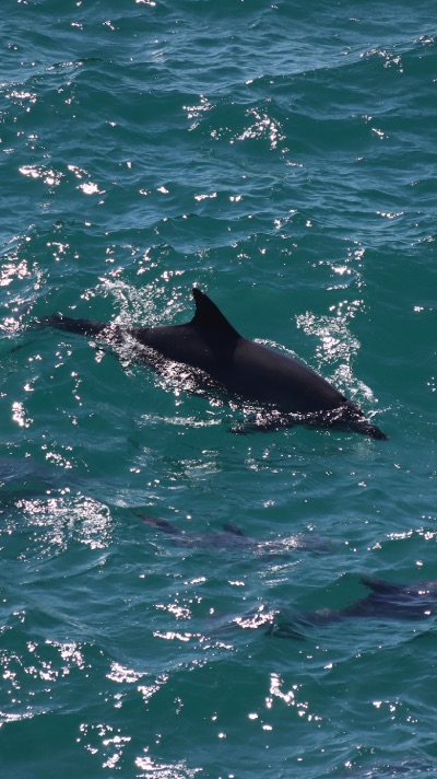 Noosa baleine et dauphins