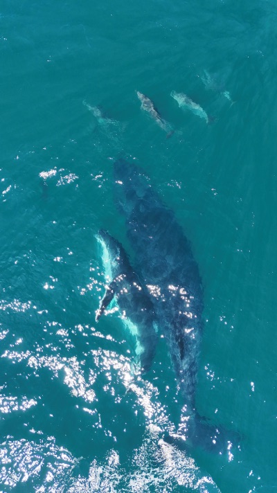 Noosa baleine et dauphins