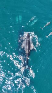 Noosa baleine et dauphins