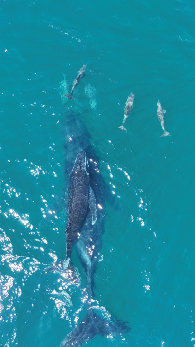 Noosa baleine et dauphins