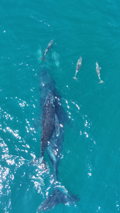 Noosa baleine et dauphins