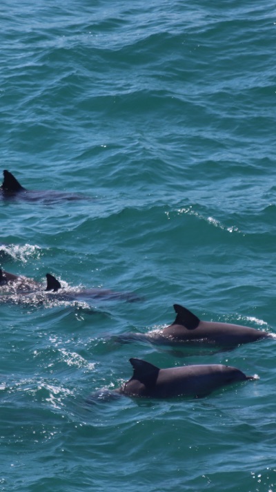 Noosa baleine et dauphins