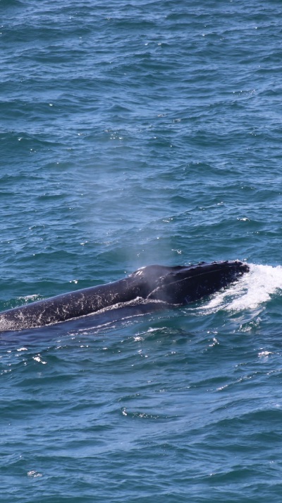 Noosa baleine et dauphins