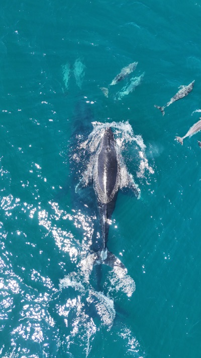 Noosa baleine et dauphins