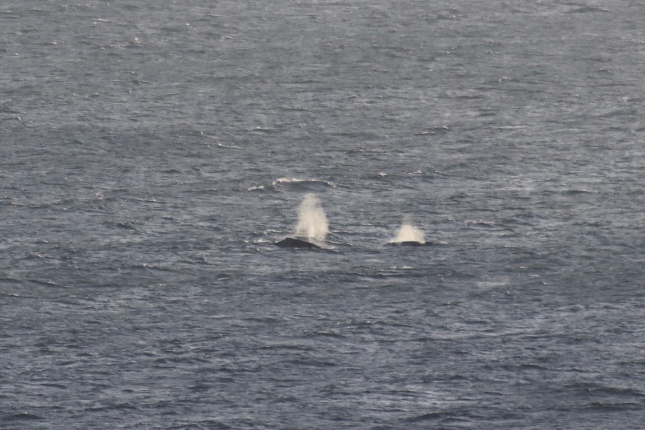 baleine byron bay