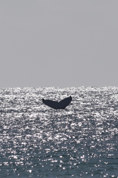 baleine byron bay