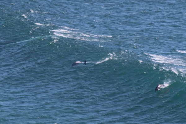 dauphins byron bay