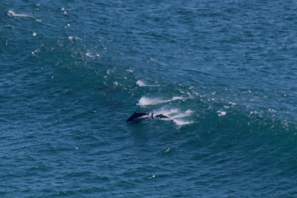 dauphins byron bay