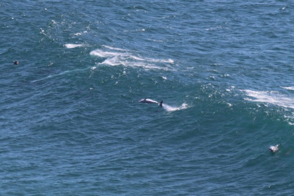 dauphins byron bay