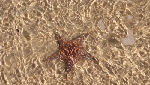 étoile de mer moreton island