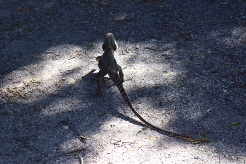 iguane byron bay