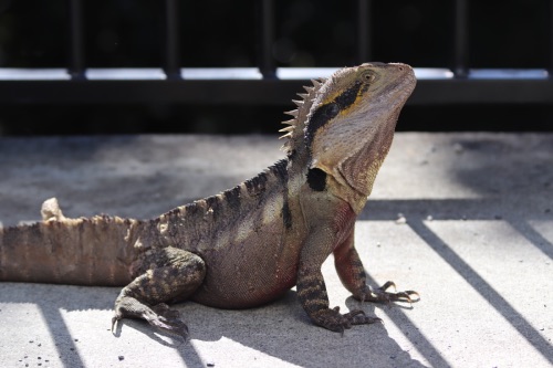 iguane byron bay