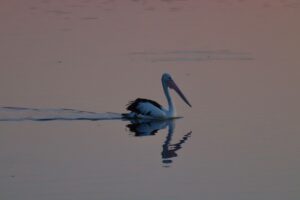 From Byron Bay back to… COBAR !