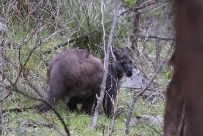 warrumbungle kangourou