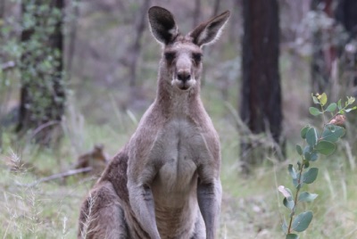 warrumbungle kangourou-3