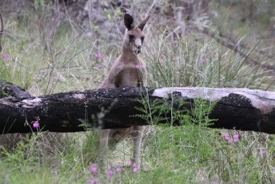 warrumbungle kangourou