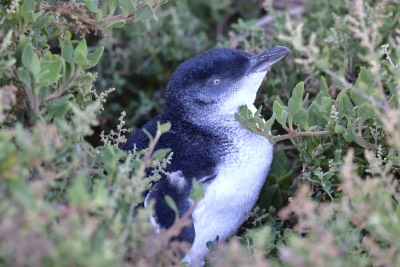 pingouins