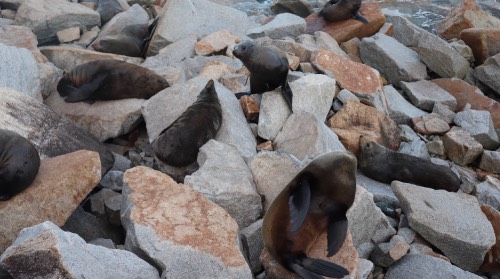 seal rock-2