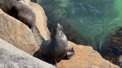 seal rock