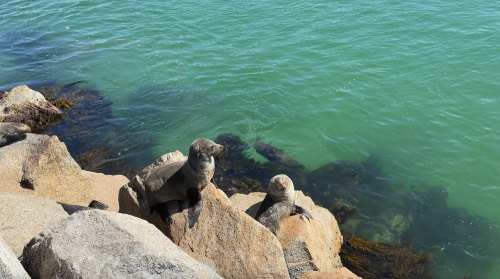 seal rock