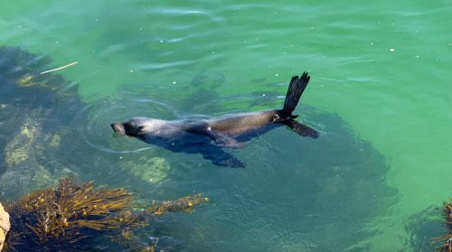 seal rock