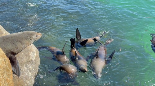 seal rock