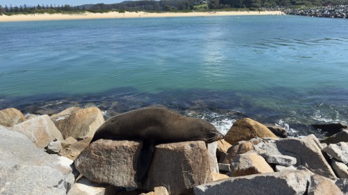 seal rock