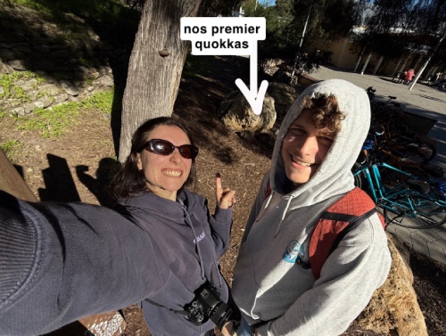 premiers quokkas