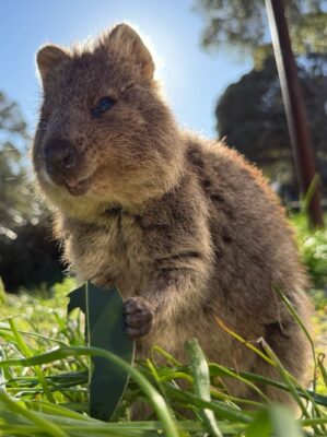 quokka