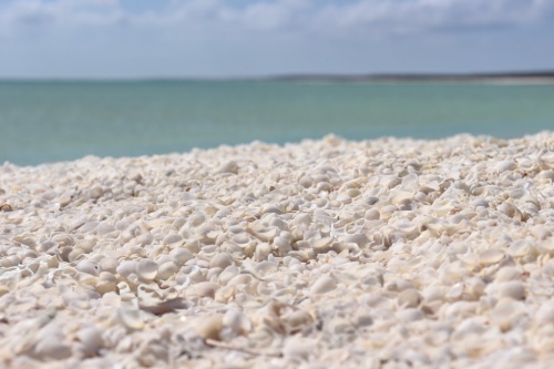 shell beach