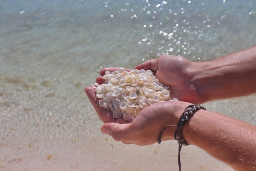 shell beach