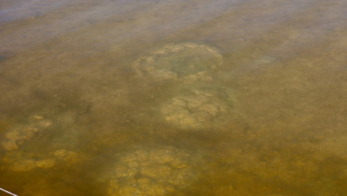 thrombolites