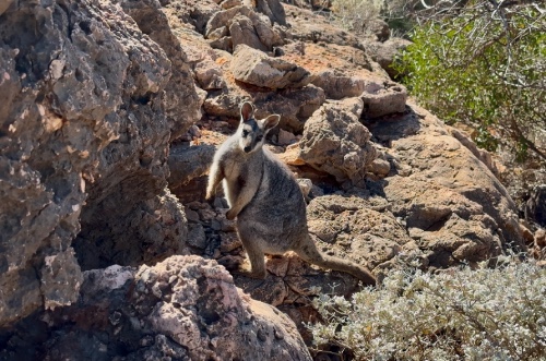 yardie creek