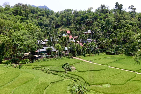 pu luong