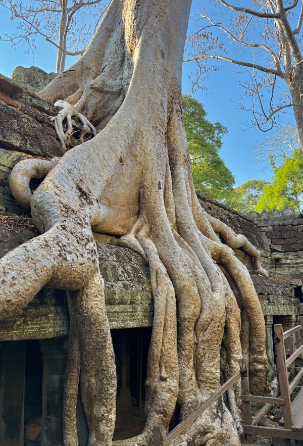 ta prohm temple angkor