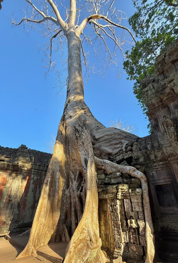 ta prohm temple angkor