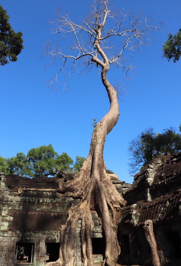 ta prohm temple angkor