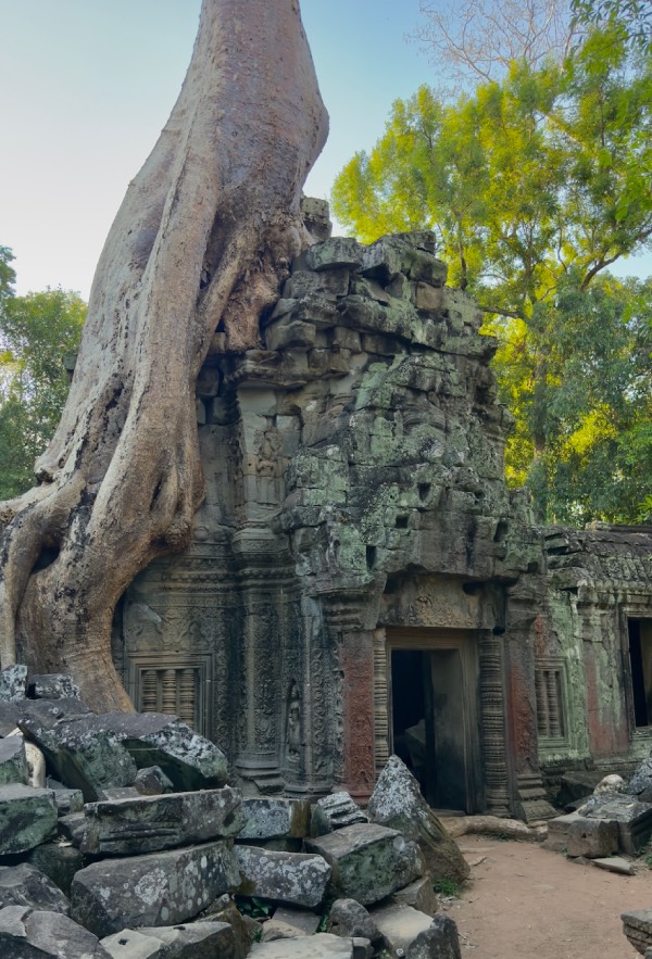 ta prohm temple angkor