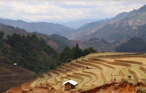 mu cang chai