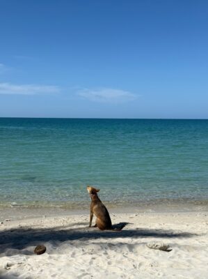 koh phangan